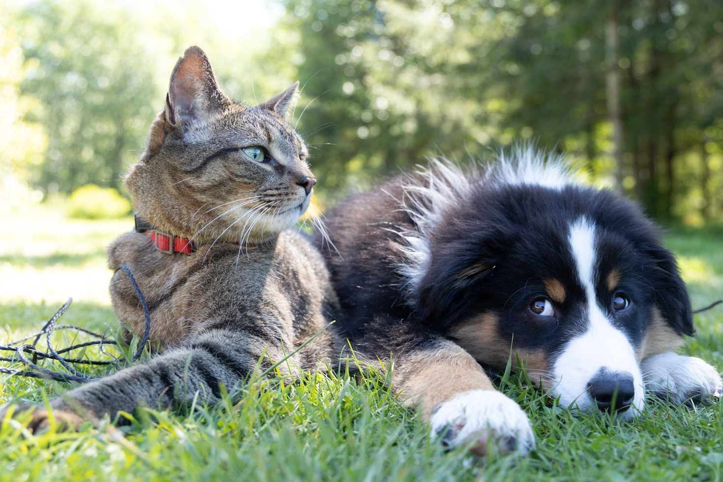 Top 10 Must-Have Items for New Pet Owners