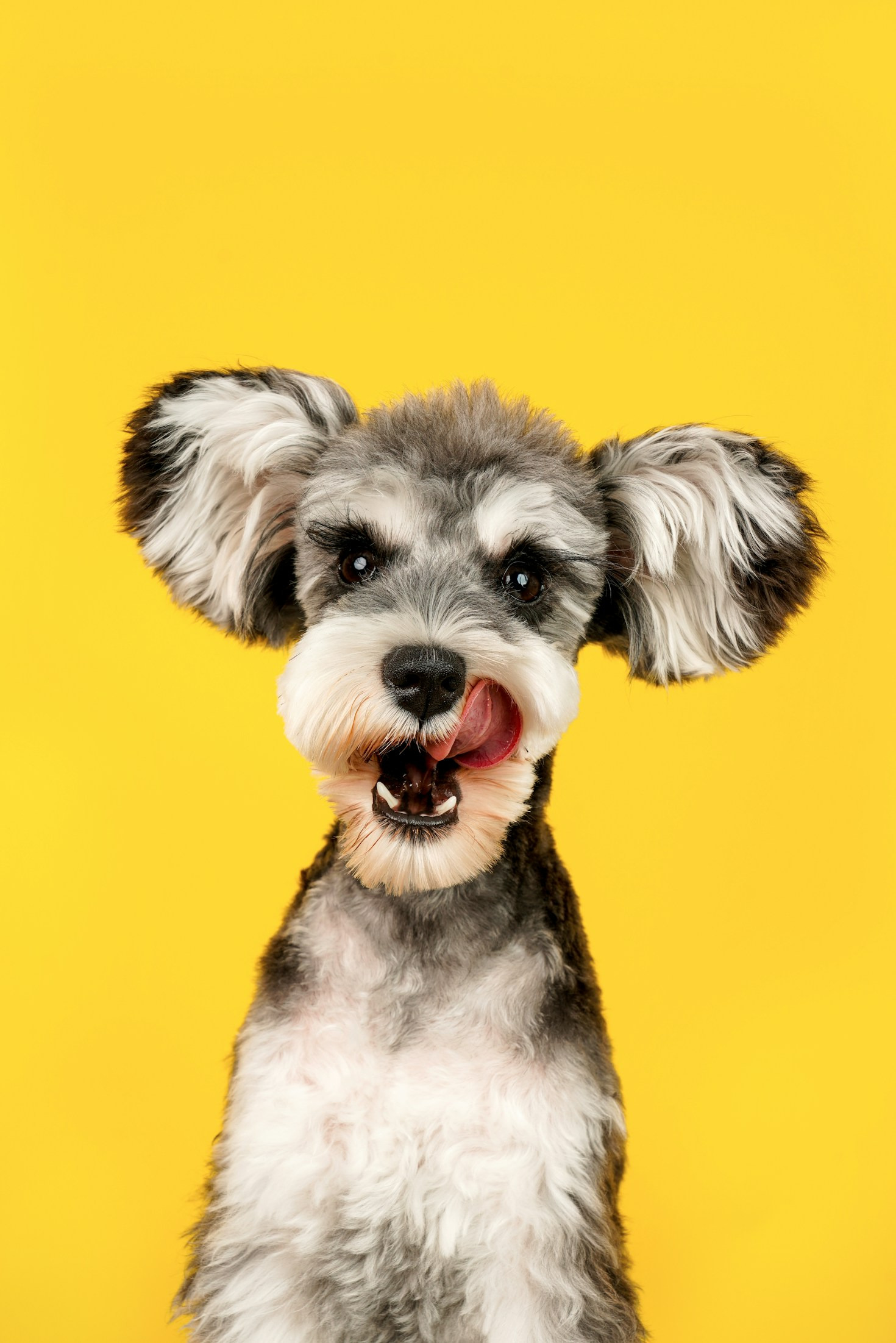 Expert Advice on Pet Nutrition and Fitness