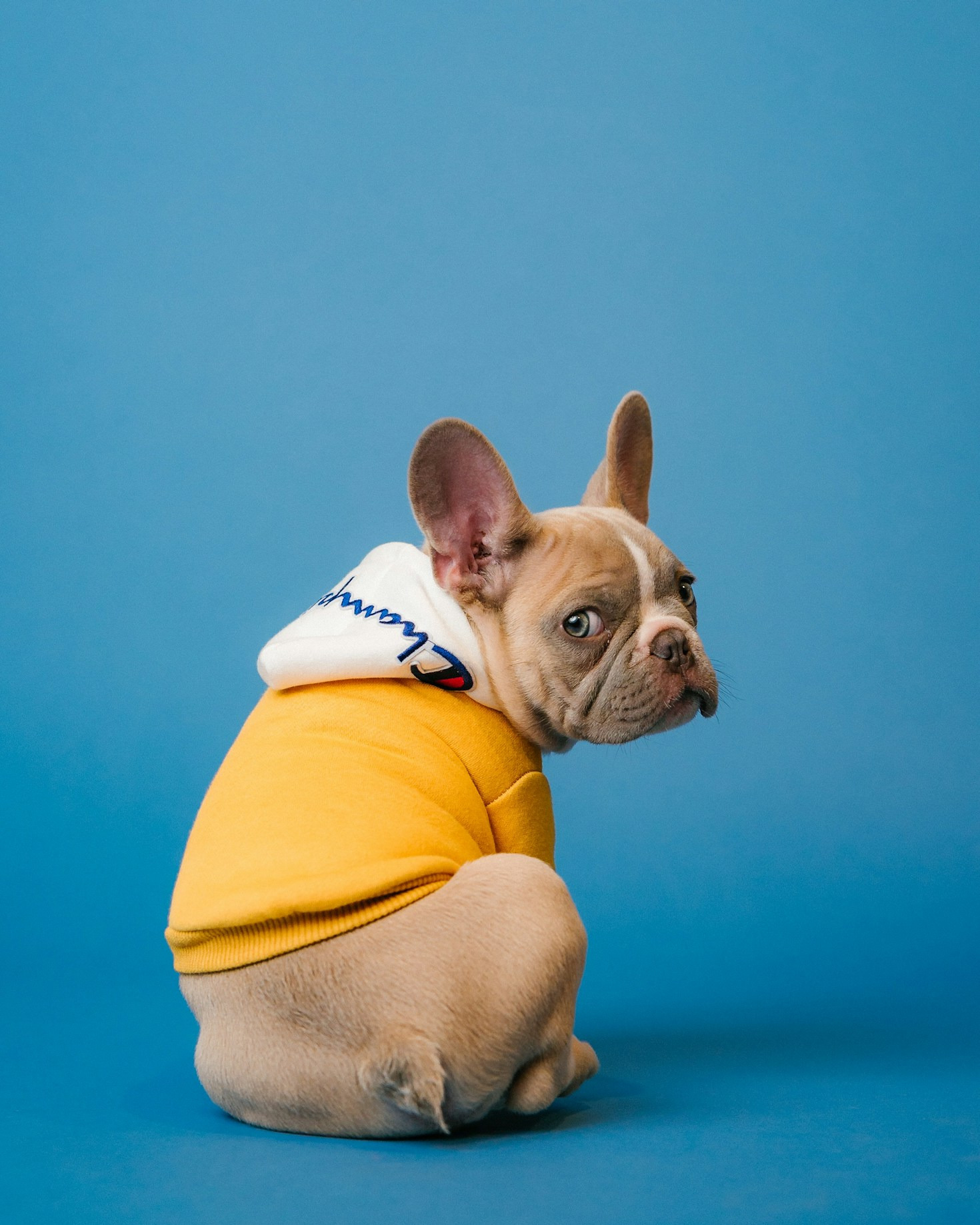 Celebrating the Unconditional Love of Pets