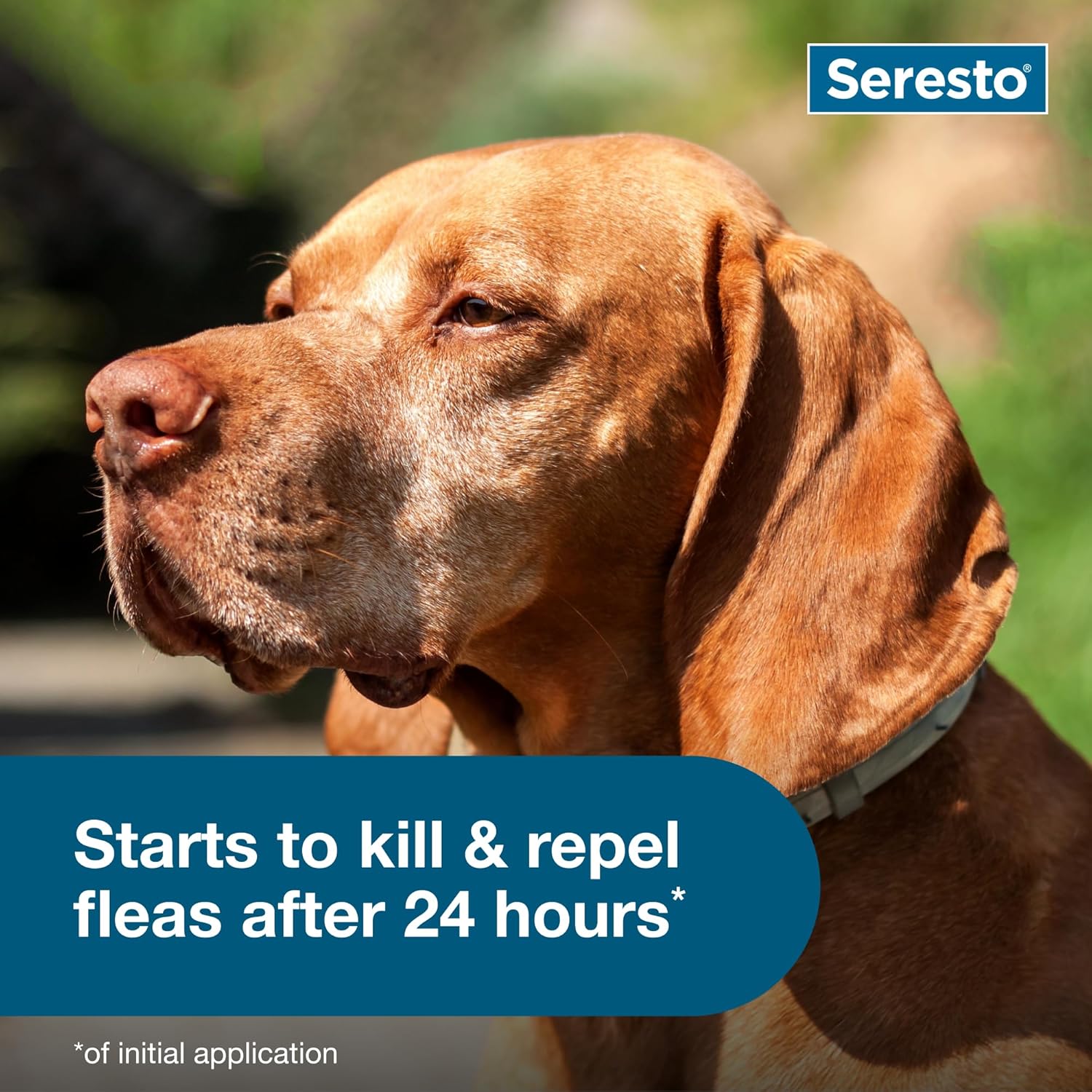 Seresto Flea & Tick Collar For Dogs Over 18 lbs., Treatment & Prevention, Vet-Recommend, 8 Month Protection - Image 5