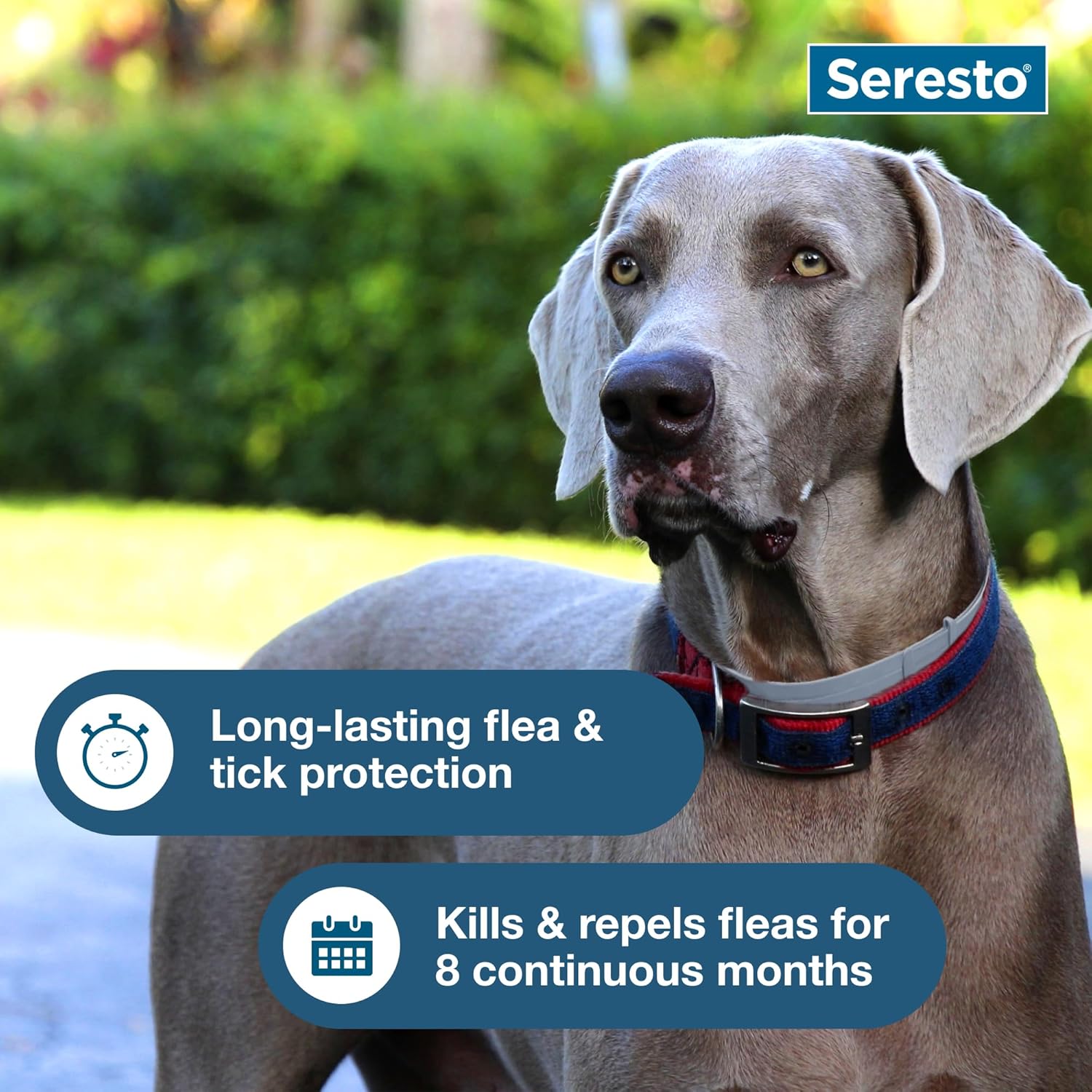 Seresto Flea & Tick Collar For Dogs Over 18 lbs., Treatment & Prevention, Vet-Recommend, 8 Month Protection - Image 6