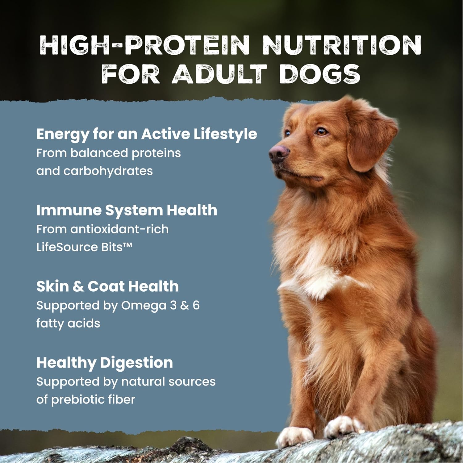 Blue Buffalo Wilderness Rocky Mountain Recipe Adult Dry Dog Food with Red Meat & Wholesome Grains, 34g Protein, Vibrant Energy for an Active Life, Made with Natural Ingredients, 4.5 lbs. - Image 3