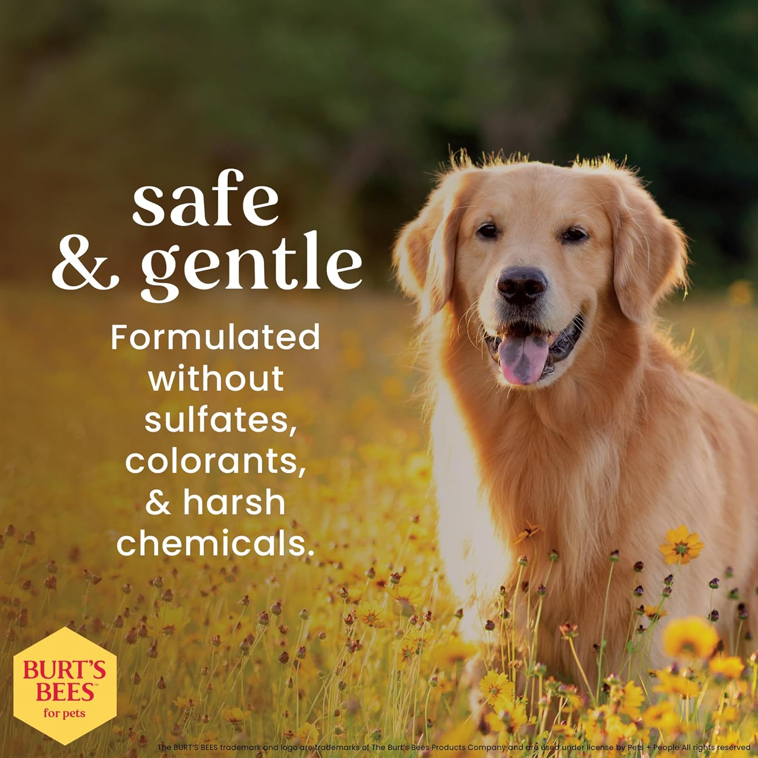 Burt's Bees for Pets Deodorizing Dog Shampoo with Apple and Rosemary, 95% Natural Origin, pH Balanced Deodorizing Shampoo for Smelly Dogs, Free of Sulfates, 16 Fl Oz - Image 3