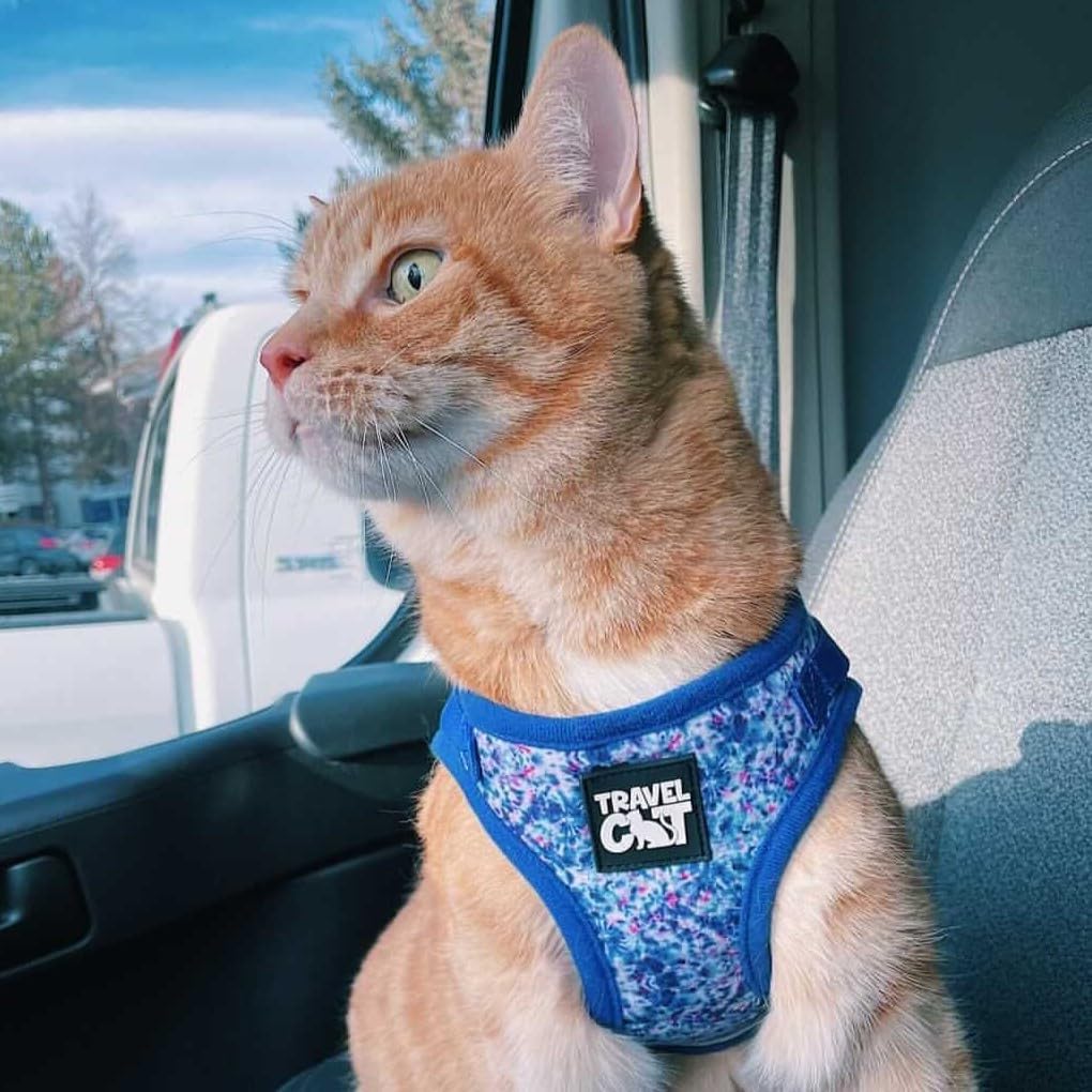 Travel Cat Harness and Leash Set - Adjustable Fit Mesh Cat Harness and Reflective Strap - Comfort Walking Vest for Kitten for Outdoor Walking, Hiking (Small, Groovy) - Image 2