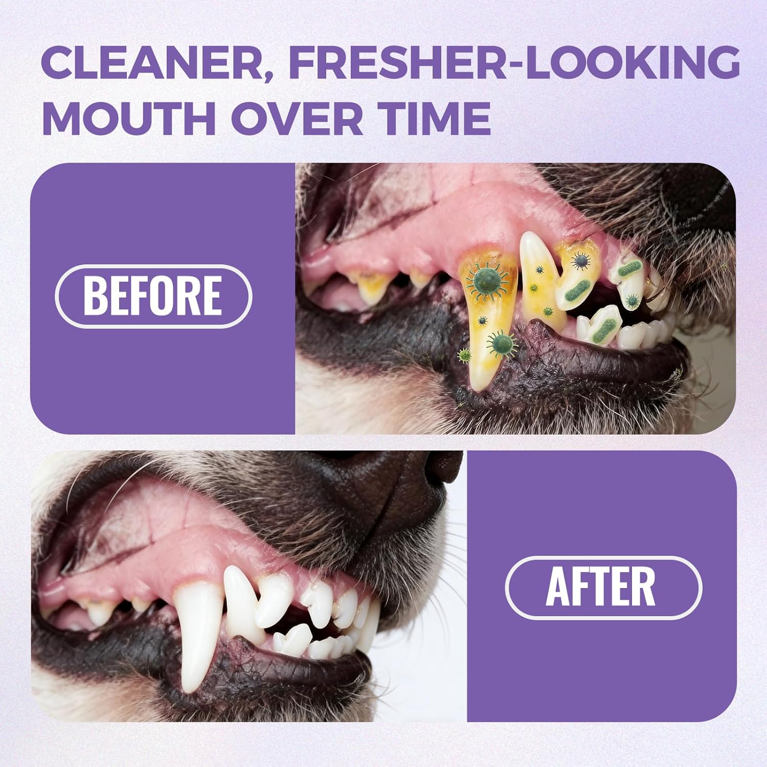 Milolabco Advanced Dental Spray, Dentaclean for Dogs & Cats, Probiotic Oral Care Spray for Fresh Breath, Helps Support Clean Teeth & Healthy Gums - No Brushing (1 Pack) - Image 6