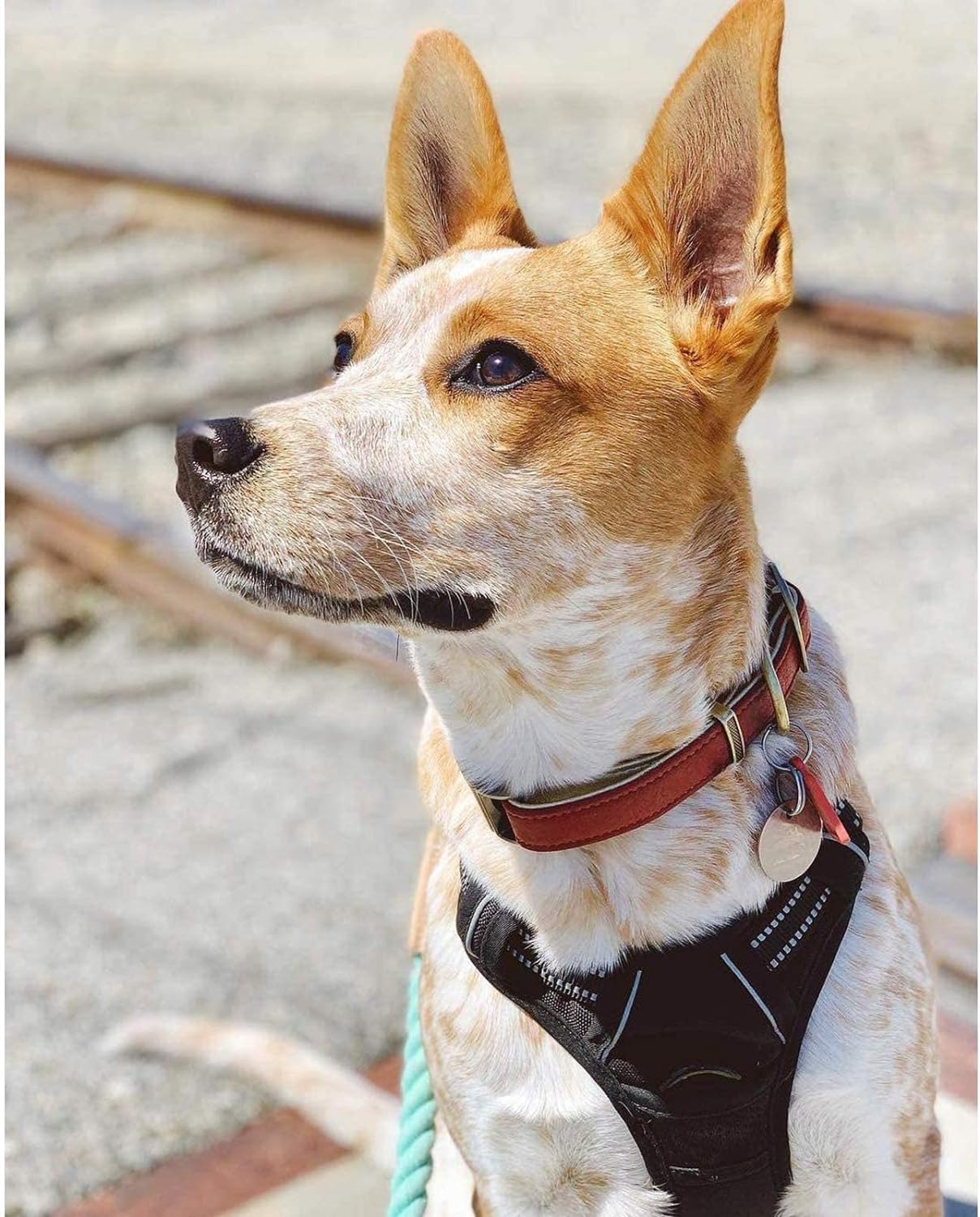 rabbitgoo Dog Harness No Pull with 2 Leash Clips, Adjustable Soft Padded, Reflective Oxford No Choke Pet Vest with Easy Control Handle for Medium Sized Dogs, Black, M - Image 8