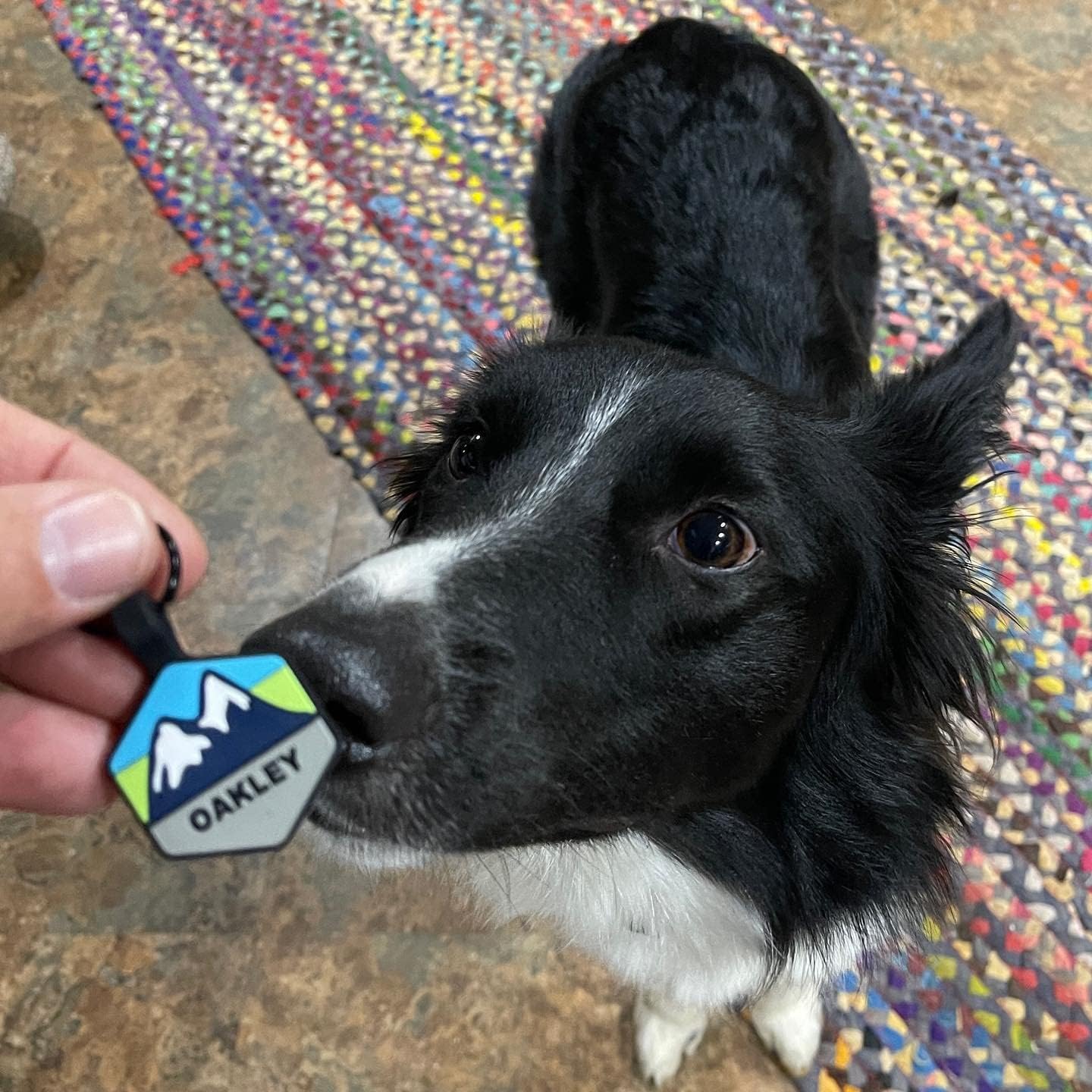 Silent Dog Tag Personalized with 5 Lines of Custom Deep Engraved Durable Soundless Silicone Pet ID Name Tag Hexagon Snow Mountain Boy - Image 5