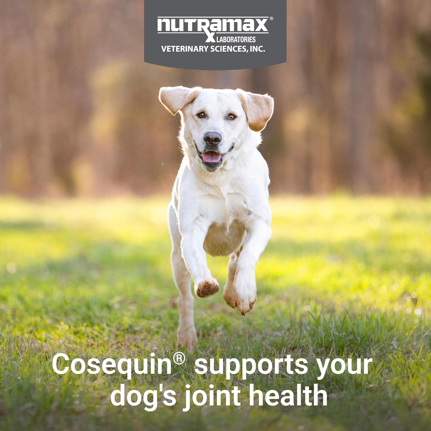 Nutramax Cosequin for Dogs Joint Health Supplement, Contains Glucosamine, Plus Chondroitin, MSM and Omega-3s, Supports Joint and Skin and Coat Health, Soft Chews, 120 Count - Image 3