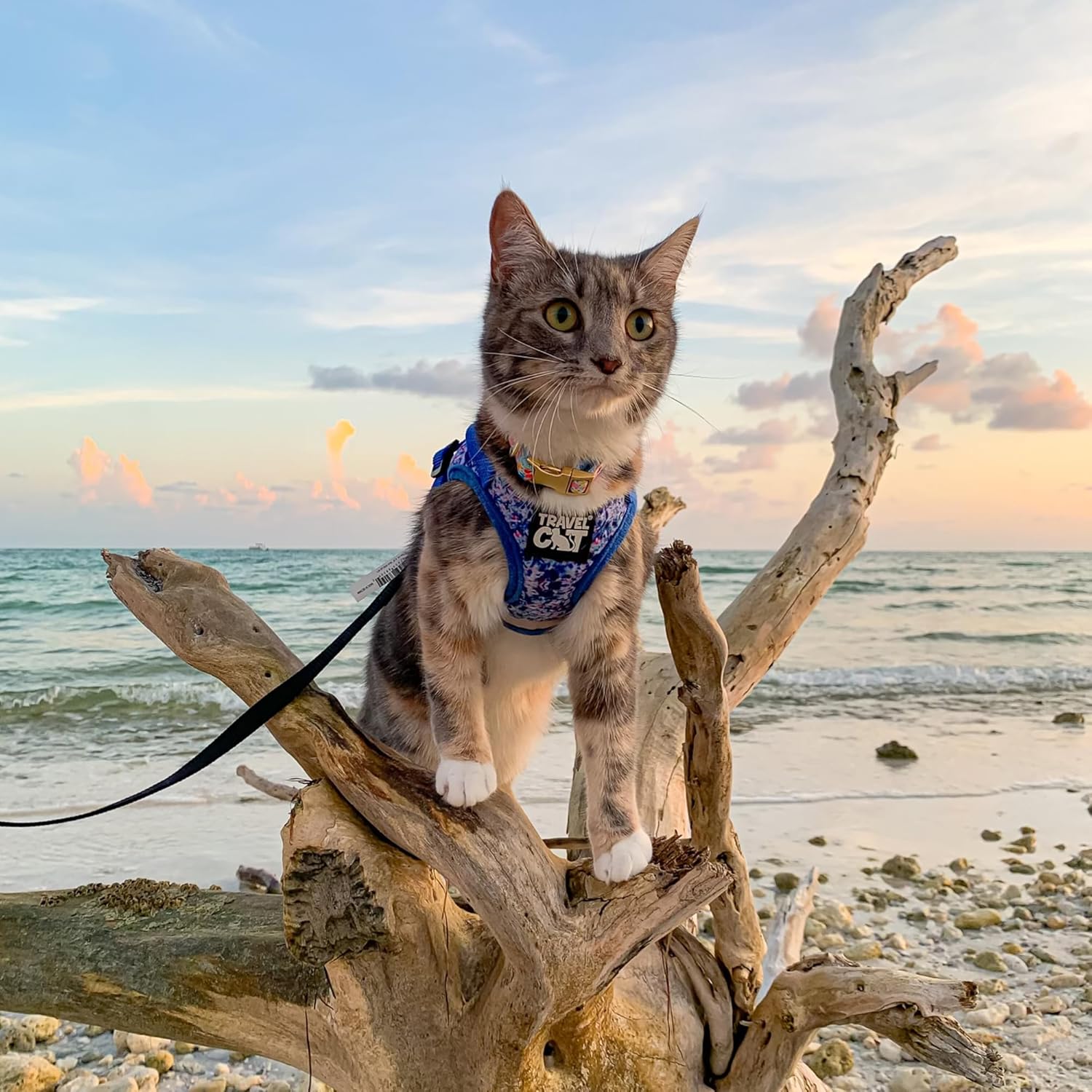 Travel Cat Harness and Leash Set - Adjustable Fit Mesh Cat Harness and Reflective Strap - Comfort Walking Vest for Kitten for Outdoor Walking, Hiking (Small, Groovy) - Image 9