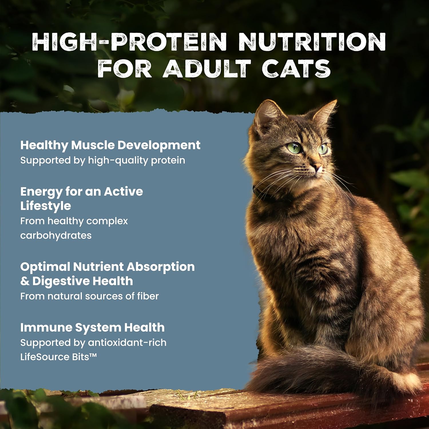Blue Buffalo Wilderness with Chicken Natural High-Protein Grain-Free Dry Food for Adult Cats, Real Chicken First, Antioxidant-Rich LifeSource Bits Support Immunity, Promotes Strong Muscles, 6 lbs. - Image 3