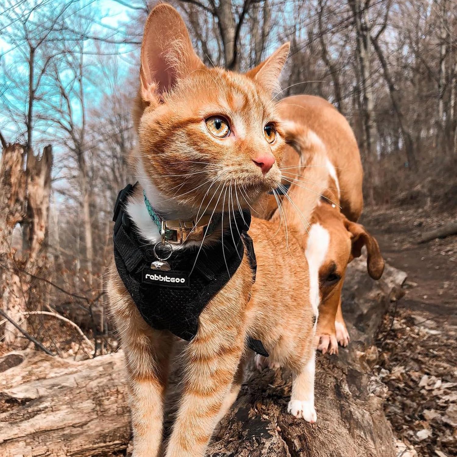 rabbitgoo Cat Harness and Leash Set, Escape Proof Kitten Harness for Safe Outdoor Walks, Soft Breathable Adjustable Vest with Reflective Strips for Kittens and Small Cats, Black, Xs - Image 9