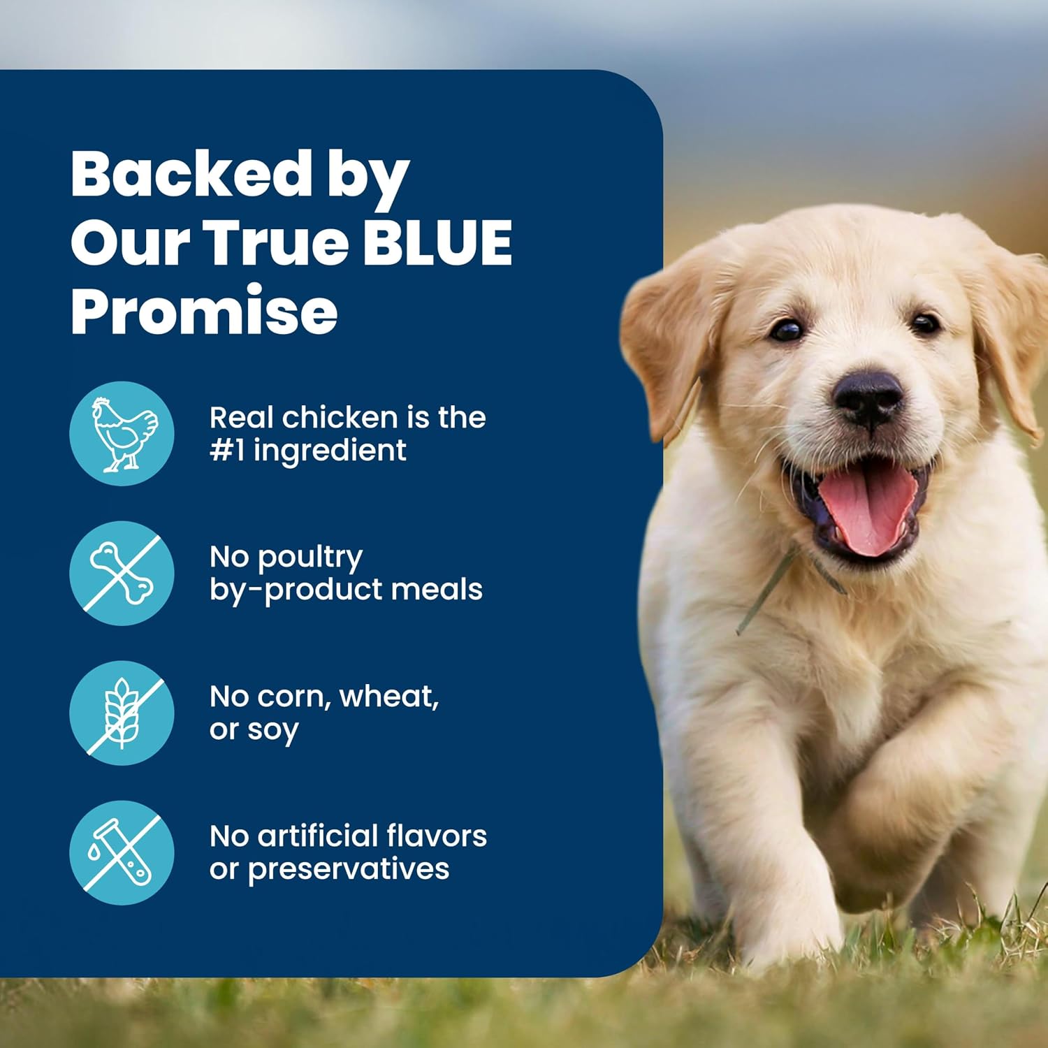 Blue Buffalo Life Protection Formula Chicken & Brown Rice Puppy Dry Dog Food with DHA & ARA, Supports Immunity with Antioxidant-Rich LifeSource Bits, Promotes Healthy Muscles & Strong Bones, 5 lbs. - Image 6