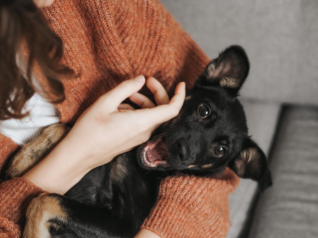 A cozy living room with pet-friendly furniture and safety features for cats and dogs.