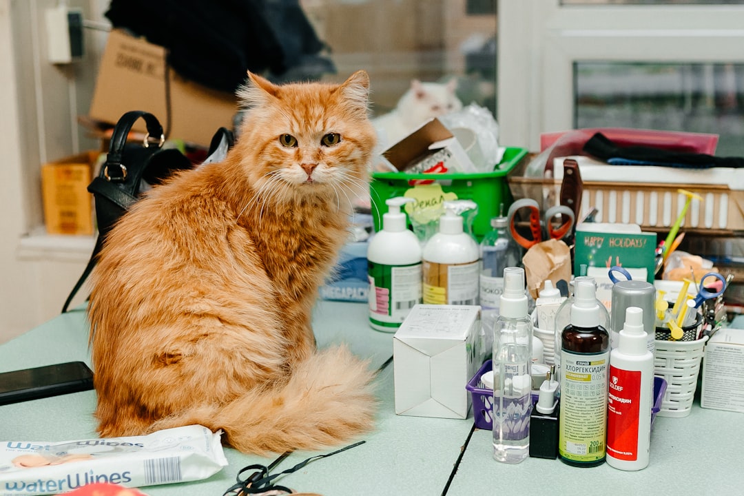 A neatly organized space featuring pet supplies such as food containers, toys, grooming tools, and travel gear arranged in a visually appealing manner.