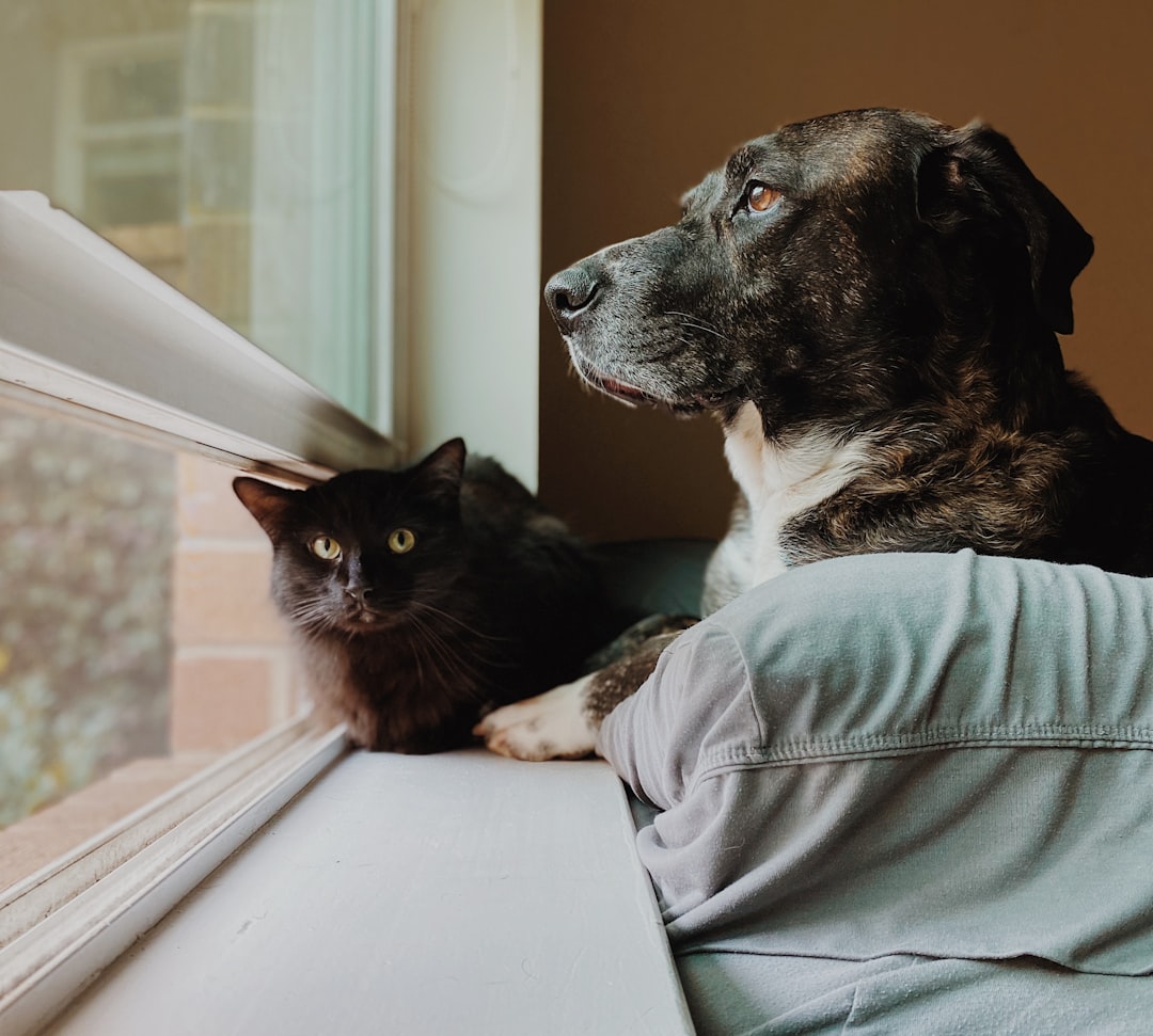 A cat and dog sitting together in a safe home environment, showcasing companionship and care.