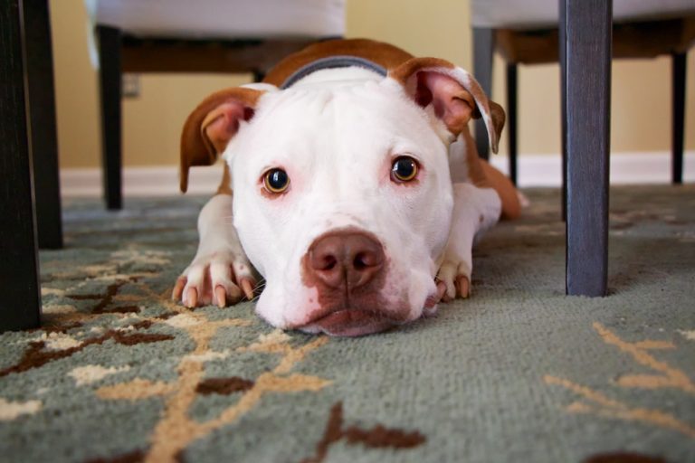 Common Mistakes New Pet Owners Make and How to Avoid Them