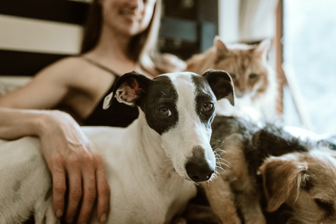 A happy cat and dog playing together in a cozy home environment, showcasing companionship and care.