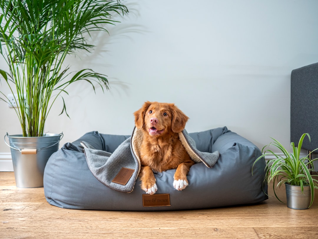 A cozy pet bed suitable for a cat or dog, showcasing different sizes and styles in a warm, inviting setting.