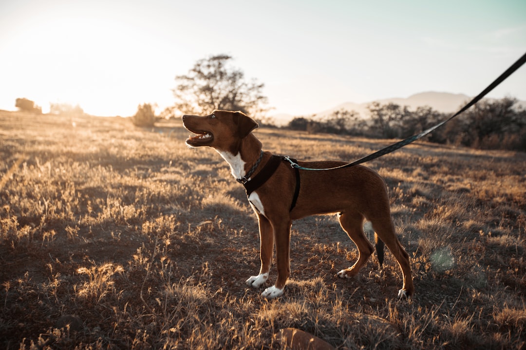 A variety of colorful pet collars, harnesses, and leashes displayed together, showcasing different styles and sizes for dogs.