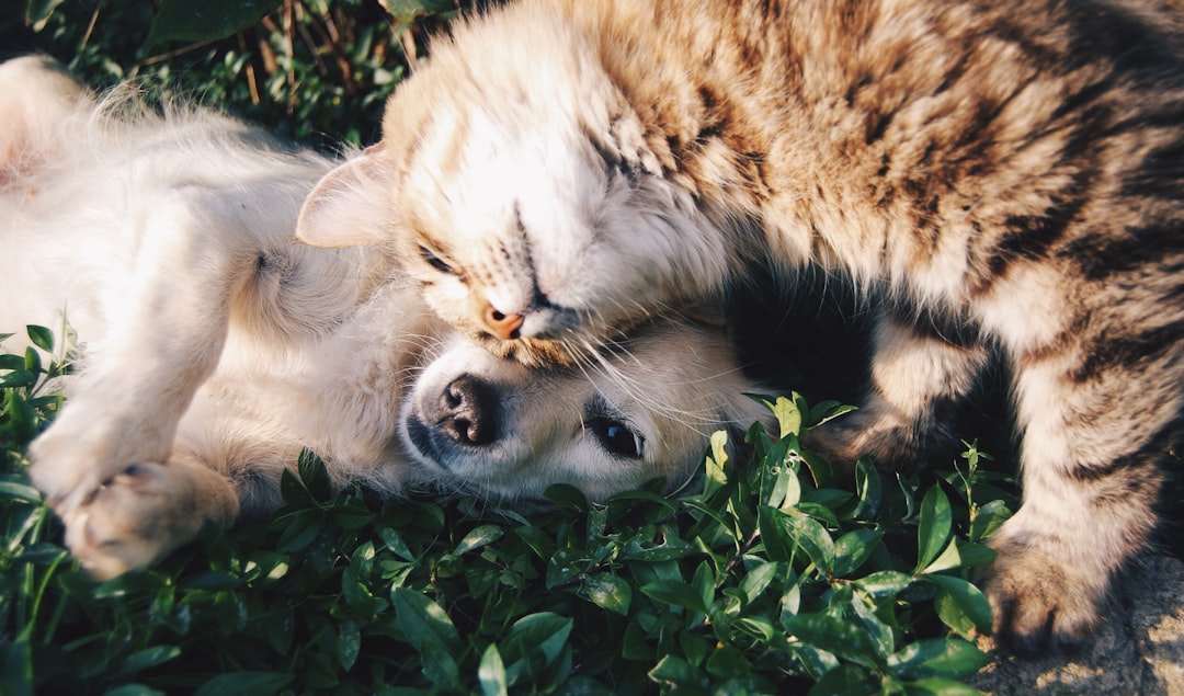 A cat and dog sitting calmly together in a cozy living room, showcasing a peaceful introduction between the two pets.