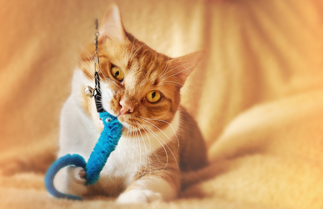 A playful indoor cat engaging with toys in a cozy living room setting.