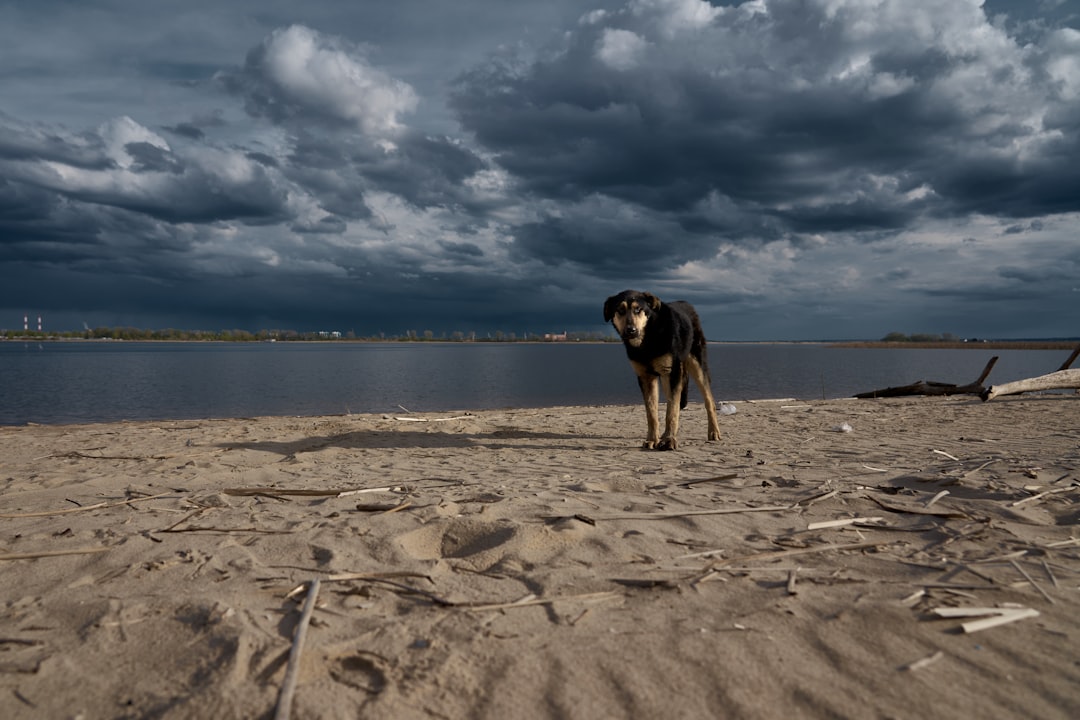 A serene indoor setting with a pet resting comfortably, surrounded by soft blankets and calming elements, while a storm rages outside the window.