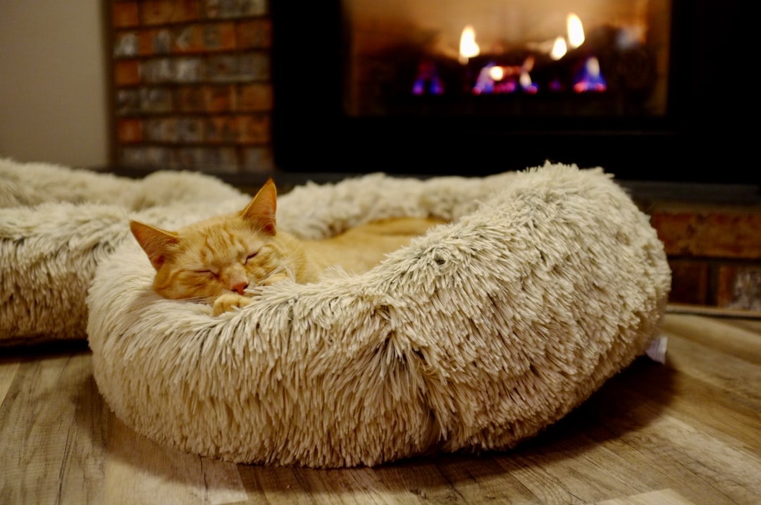 A cozy and clean pet sleeping area with a soft bed and toys, showcasing a comfortable environment for dogs and cats.