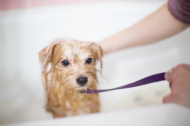 How to Make Bath Time Easier for Dogs and Cats