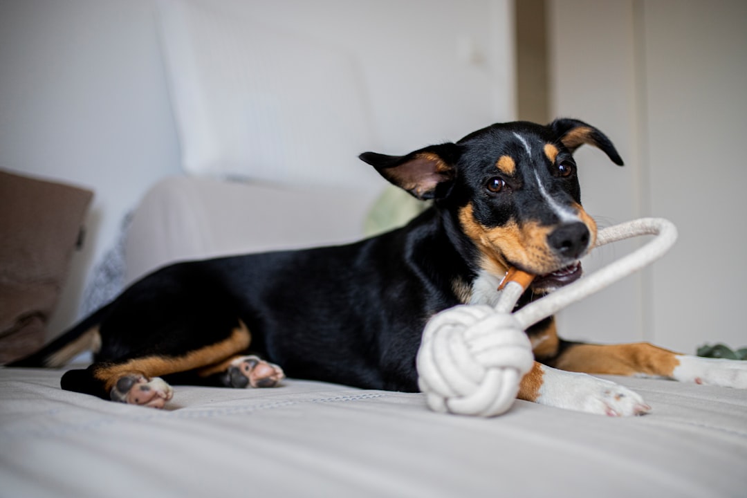 A dog sitting calmly in a living room, showcasing good behavior, with training tools like a leash and treats nearby.