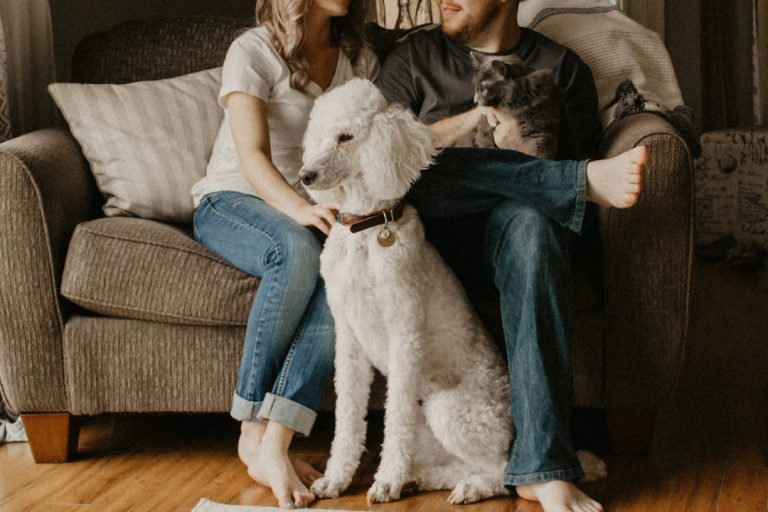 Simple Ways to Improve Your Pet’s Comfort at Home