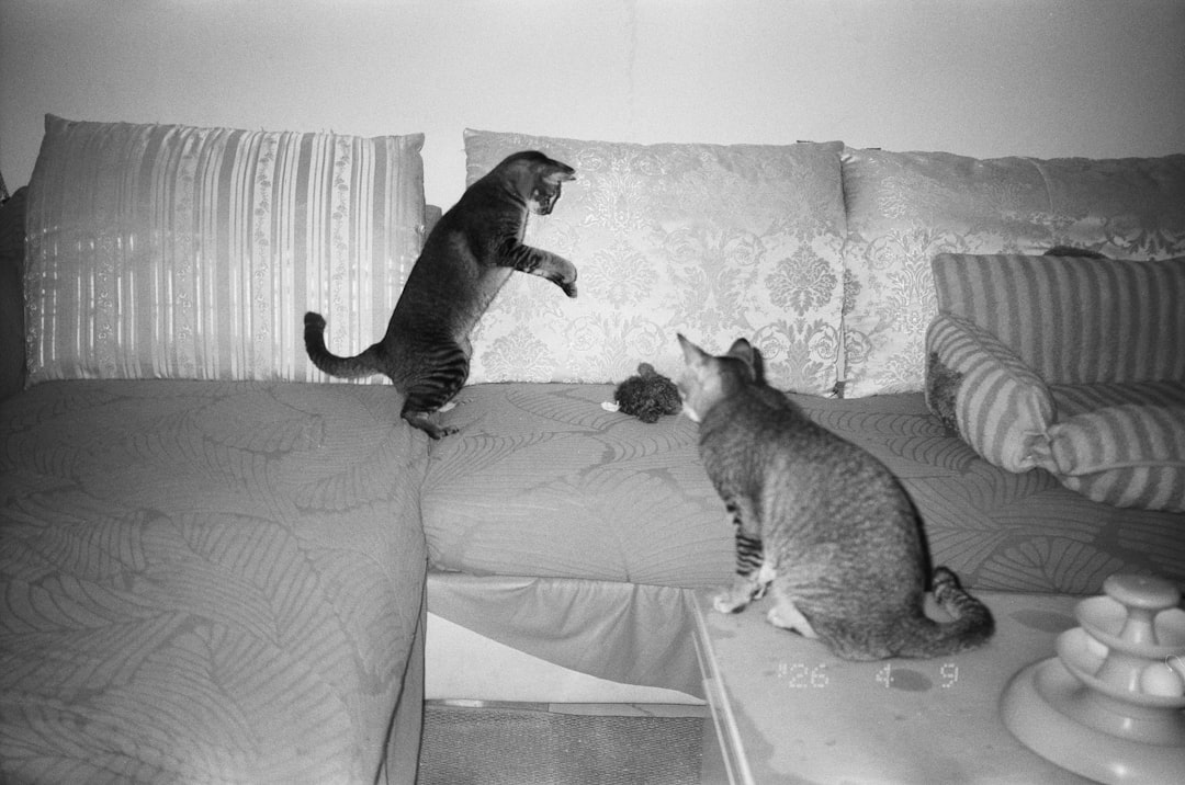 A playful cat and dog engaging with toys indoors, showcasing mental stimulation activities.