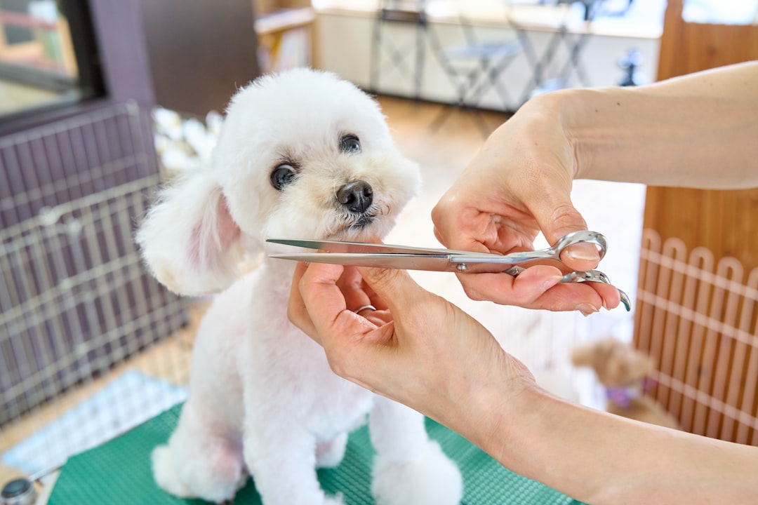 A person grooming a cat and a dog at home, showcasing a calm environment with grooming tools nearby.