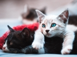 A Complete Guide to Pet Hygiene for Cats and Dogs