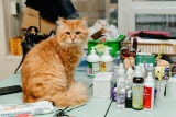 Best Ways to Organize Pet Supplies at Home