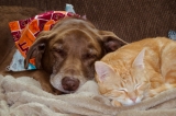 Cat and Dog Feeding Guide: Simple Tips for Better Pet Nutrition