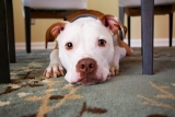 Common Mistakes New Pet Owners Make and How to Avoid Them