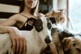 Essential Pet Care Tips Every New Cat and Dog Owner Should Know