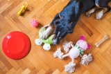Guide to Choosing Safe Toys for Cats and Dogs