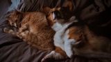 How to Choose the Right Pet Essentials for Cats and Dogs