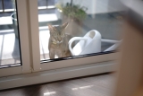 How to Create a Pet-Friendly Space in a Small Apartment