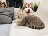 How to Help Your Cat and Dog Adjust to a New Home