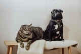 How to Keep Your Cat and Dog Comfortable During Every Season