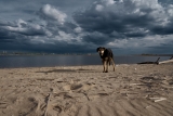 How to Keep Your Pet Calm During Loud Noises and Storms