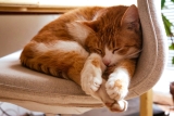 How to Make Your Cat Feel More Secure and Relaxed at Home