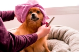 How to Reduce Pet Hair Around the House Naturally